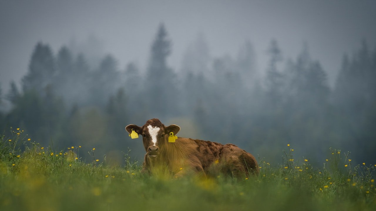 A Champion’s Guide on Fixing Slow Android TV Box Rockchip rk3588