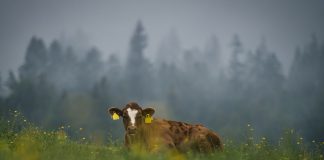 A Champion’s Guide on Fixing Slow Android TV Box Rockchip rk3588