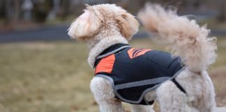 Everything You Need to Know About Garage Doors